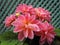 Springtime potted pink dahlias in bloom