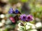 Springtime and primroses. The first spring flowers in the forest. Flowering lungwort Pulmonaria in blossom