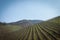Springtime prosecco vineyard rows tilt shift effect