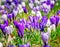 Springtime with purple corcus flowers