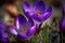 Springtime purple crocus flowers. superior photograph