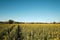 Springtime raps field with planted crop. Agricultural farmland, countryside in Brandenburg by Berlin, Germany,