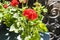 Springtime with red geraniums on a balcony in Paris, France