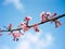 Springtime Romance: A Dreamy Cherry Blossom Photograph