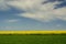 Springtime in Roztocze region in Poland with rapeseed flowers