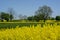 Springtime in Roztocze region in Poland with rapeseed flowers