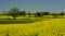 Springtime in Roztocze region in Poland with rapeseed flowers