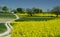 Springtime in Roztocze region in Poland with rapeseed flowers