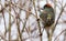 Springtime Ruby-crowned Kinglet on display