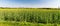 Springtime rural scenery with oilseed rape and clear sky