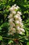 Springtime`s very young horse chestnut flowers and leaves, surroundings of Zagreb, Croatia