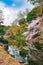 Springtime sakura blooming at Shinjuku Gyoen Park in Tokyo