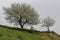 A springtime scene of wild plum tree with fresh green leaves and bloom on mountain slope, Plana mountain