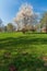 Springtime scenery with blossoming prunus tree on meadow with clear sky above