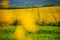 Springtime Serenity: Rapeseed and Wheat Fields in Full Flower. Beautiful Agricultural landscape