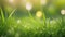 Springtime Serenity: Sunny Garden Bliss with Lush Green Grass and Foliage Bokeh.