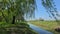 Springtime Serenity: Weeping Willows in Bloom