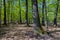 Springtime in a sessile oak Quercus petraea forest in Hungary