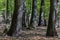 Springtime in a sessile oak Quercus petraea forest in Hungary