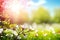 Springtime Splendor: A Vibrant and Radiant Seasonal Background