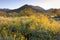 Springtime Sunrise in the Sonoran Desert