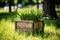 Springtime Sunshine Crate: Transport yourself to the essence of spring in this delightful photo of a wooden crate bathed