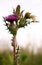 Springtime Thistles Emerge in Paynes Prairie Preserve