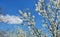 Springtime tree blossom on blue sky nature