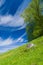 Springtime tree on the flowering meadow hillside under blue sky