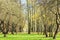 Springtime trees with first fresh leaves