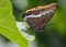 Springtime. Two-tailed pasha butterfly - Charaxes jasius on a fig leaf.