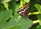 Springtime. Two-tailed pasha butterfly - Charaxes jasius on a fig leaf.