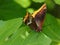 Springtime. Two-tailed pasha butterfly - Charaxes jasius on a fig leaf.