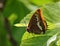 Springtime. Two-tailed pasha butterfly - Charaxes jasius on a fig leaf.