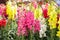 Springtime variety of beautiful Antirrhinum majus or Snapdragon flowers in pink, red, white and yellow colors in the greek garden