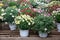 Springtime variety of potted daisies in the flowers bar.