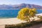 Springtime. View of the Bay of Kotor and the flowering tree of mimosa Acacia dealbata on a sunny spring day. Montenegro