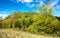 Springtime view of beech tree and wood