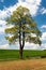 Springtime view of maple tree with field