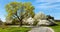 Springtime view, road and flowering trees