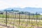 Springtime vineyards with view of Munson Mountain in the Okanagan Valley