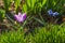 Springtime: Violet crocus on the flowerbed