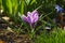 Springtime: Violet crocus on the flowerbed