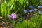 Springtime: Violet crocus on the flowerbed