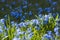 Springtime wallpaper of blooming blue siberian squill in sunlight