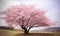 Springtime was the perfect season to witness the beauty of the sakura tree in bloom