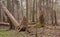 Springtime wet mixed forest with broken spruce trees