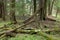 Springtime wetland stand of Bialowieza Forest