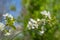 Springtime. White cherry blossoms. Spring flowers on nature blurred background