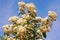 Springtime. White flowers of viburnum against blue sky